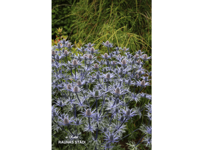 Eryngium × zabelii   'Big Blue'